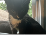 Teams cat’s
