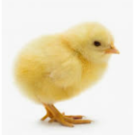 The officaI duck gang