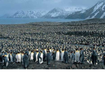 THE PINGU NATION OFFICIAL GROUP
