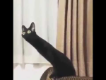 Mmmmmmmmmmmmmmm cat
