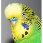 MyBudge