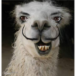 muaahahahahahahahahahahahhahahahaha