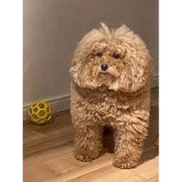 WHAT DA DOG DOIN