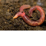 save worms!