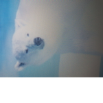 Polar bear Fanclub Group