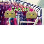 TEAN CARLOS YOYO