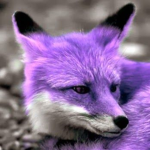 Purple_Foxes