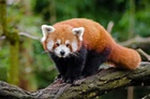 Red Panda Lovers! Lets Go