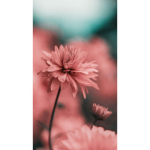 •Pink Flower Squad•