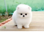 The Pomeranian white puppy Army!