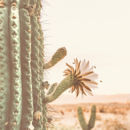 ❀