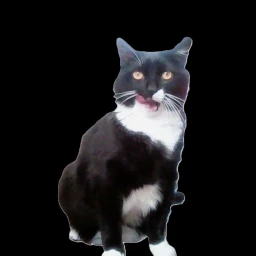Cat~Time (UPTADEEE!!!!) icon
