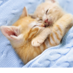 Cats are honestly amazing