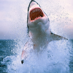 The Shark Frenzy Fan Group