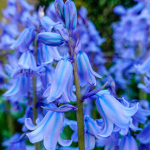 Blue bell love
