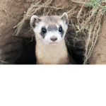Ferret or Foe