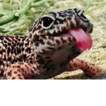 Gecko Greatness!