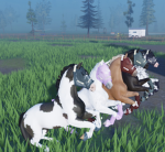 Equestrian leopards