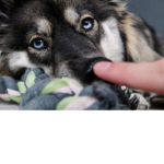 Boop Da Snoot