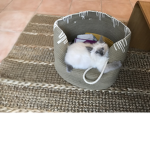 Raf the kitten