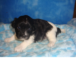 puppy12345678910