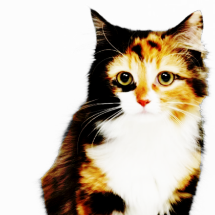 Calico Transparent Roblox decal