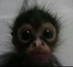 MONKEY UGC