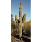 for my cactus friend scripe dwarf