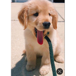 The retrievers