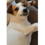 The weird pet group
