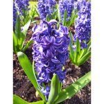 Hyacinth Purple