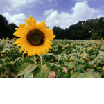 Alli's Lovely Sunflowers