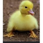 Duck tree
