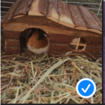 SLAY GREEN GUINEA PIGGIES