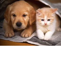 CAT VS. DOG WAR!!