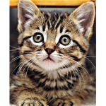 Catter Gang