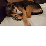DOGGIE ARE SOOOO CUTE