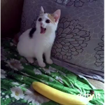 The kittty catttt