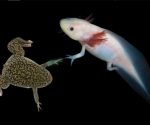 Axolotl frog group
