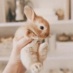 bunnicafe Group Thumbnail