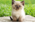 Great Cat Lovers