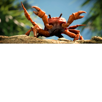 Crab Obby