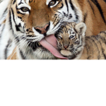 tiger group forever