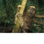 Sloth Luvers Group
