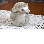 Hedgehog fun studio