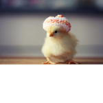 Chicky Luvers
