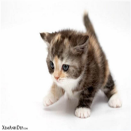 Cute kitten Roblox decal