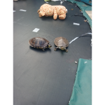 TTurtle fans