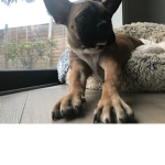 CutenessStudios