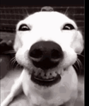Dog are amazing group